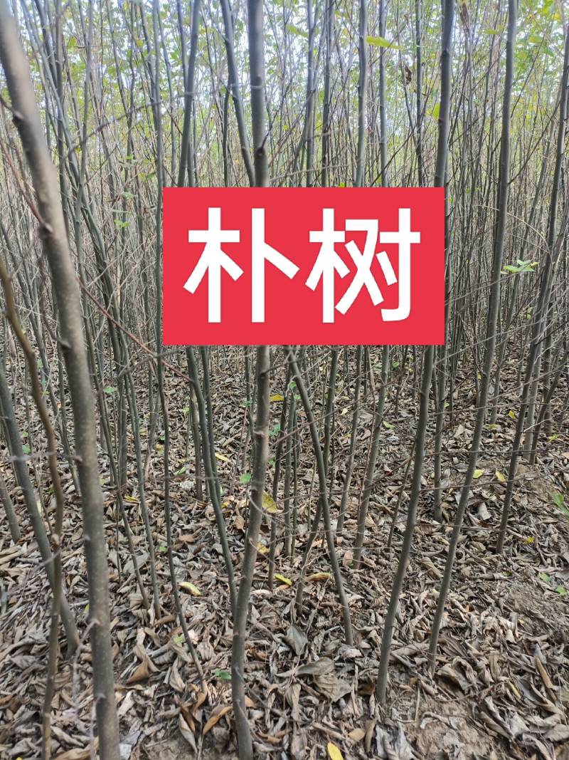 自家苗圃直发朴树小苗，二年生朴树小苗清田处理