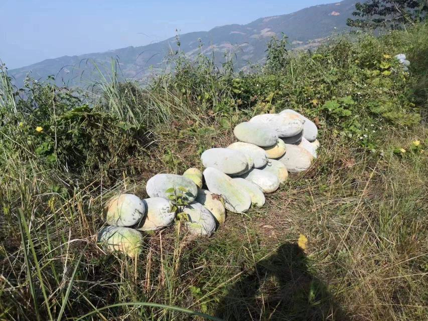 白菜堆放在通风阴凉处的实景图
