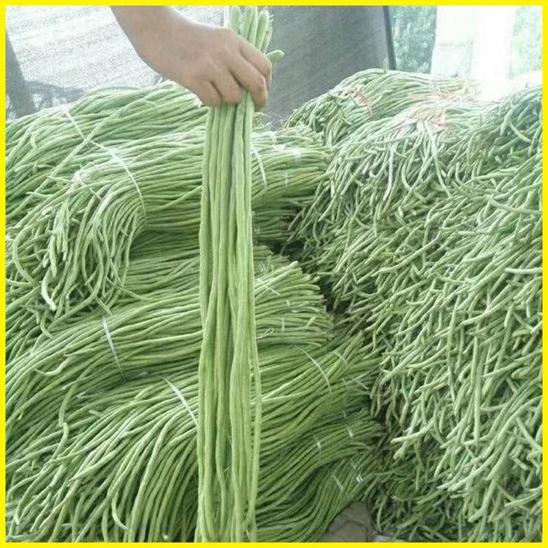 精品豆角基地直供一手货源品质保证诚信经营欢迎采购