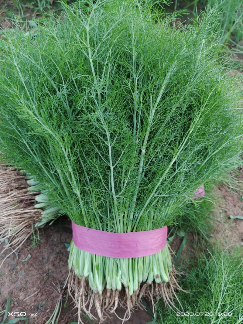 茴香苗产销基地，一年四季供货，欢迎与你合作！