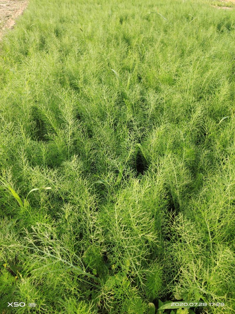 茴香苗产销基地，一年四季供货，欢迎与你合作！