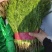 茴香苗产销基地，一年四季供货，欢迎与你合作！
