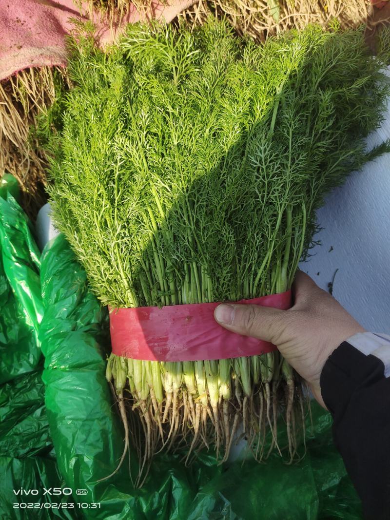 茴香苗产销基地，一年四季供货，欢迎与你合作！