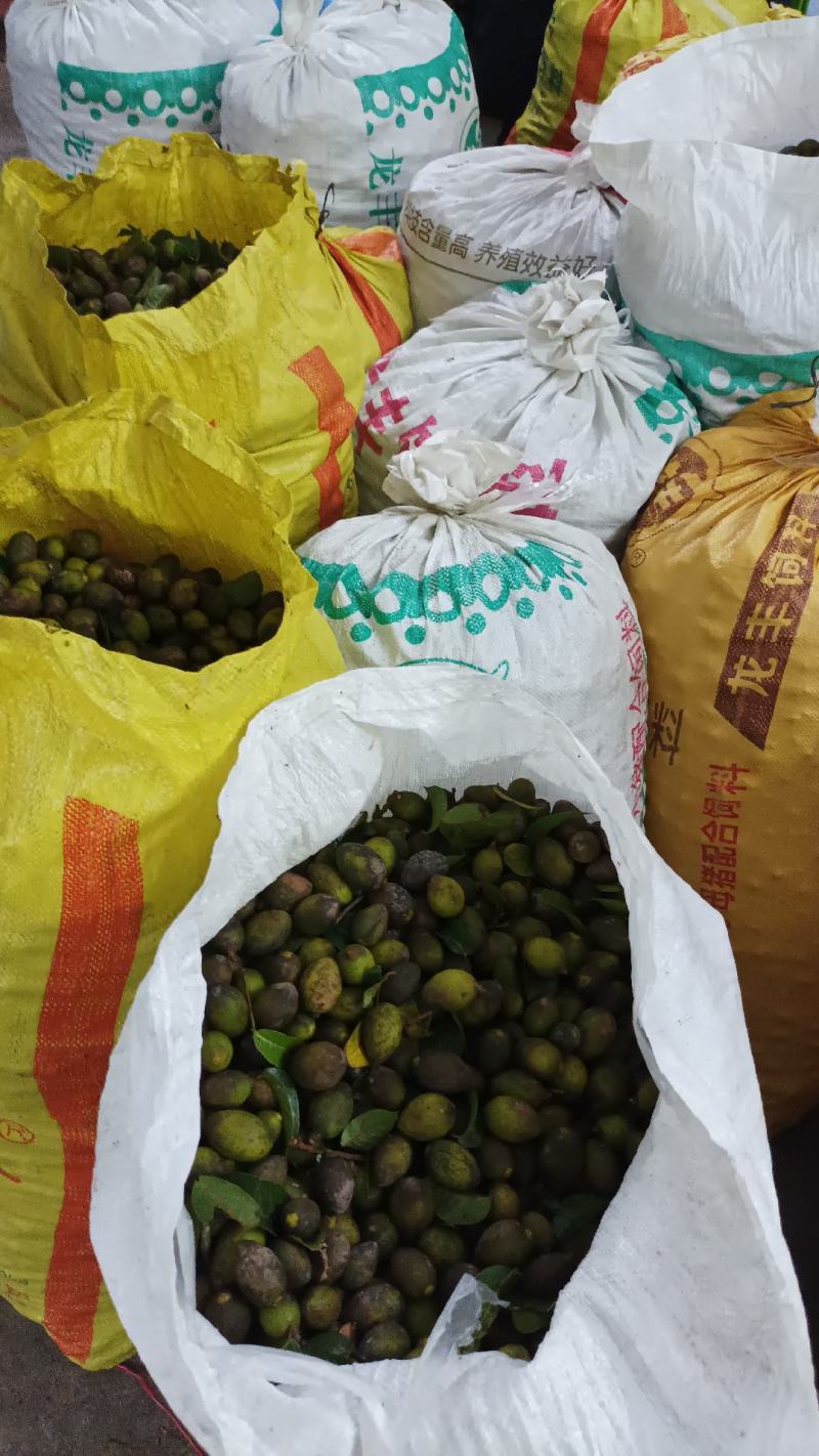 饶平青橄榄土橄榄榨汁泡酒花皮橄榄工厂对接
