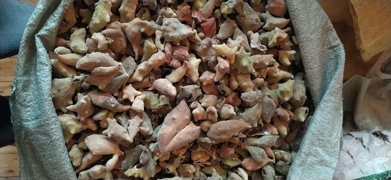 贵州铜仁野生五倍子干货化工原料角倍产地直发肚倍无杂质倍花