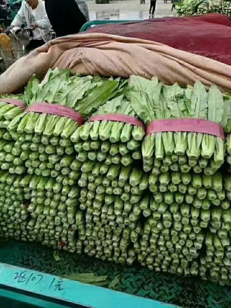 精品油麦菜，产地直供以客户满意为宗旨，量大从优