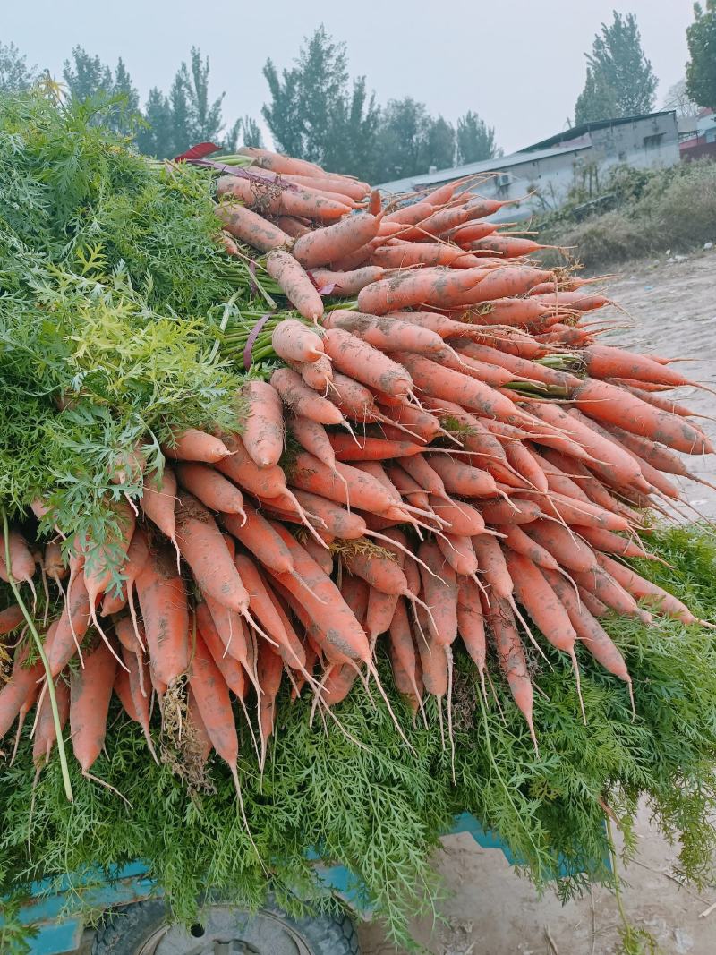 精品胡萝卜三红胡萝卜可水洗加工代收代发规格齐全致电详谈
