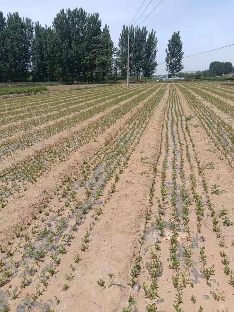石榴树苗突尼斯软籽石榴苗成活率高品种纯正终生技