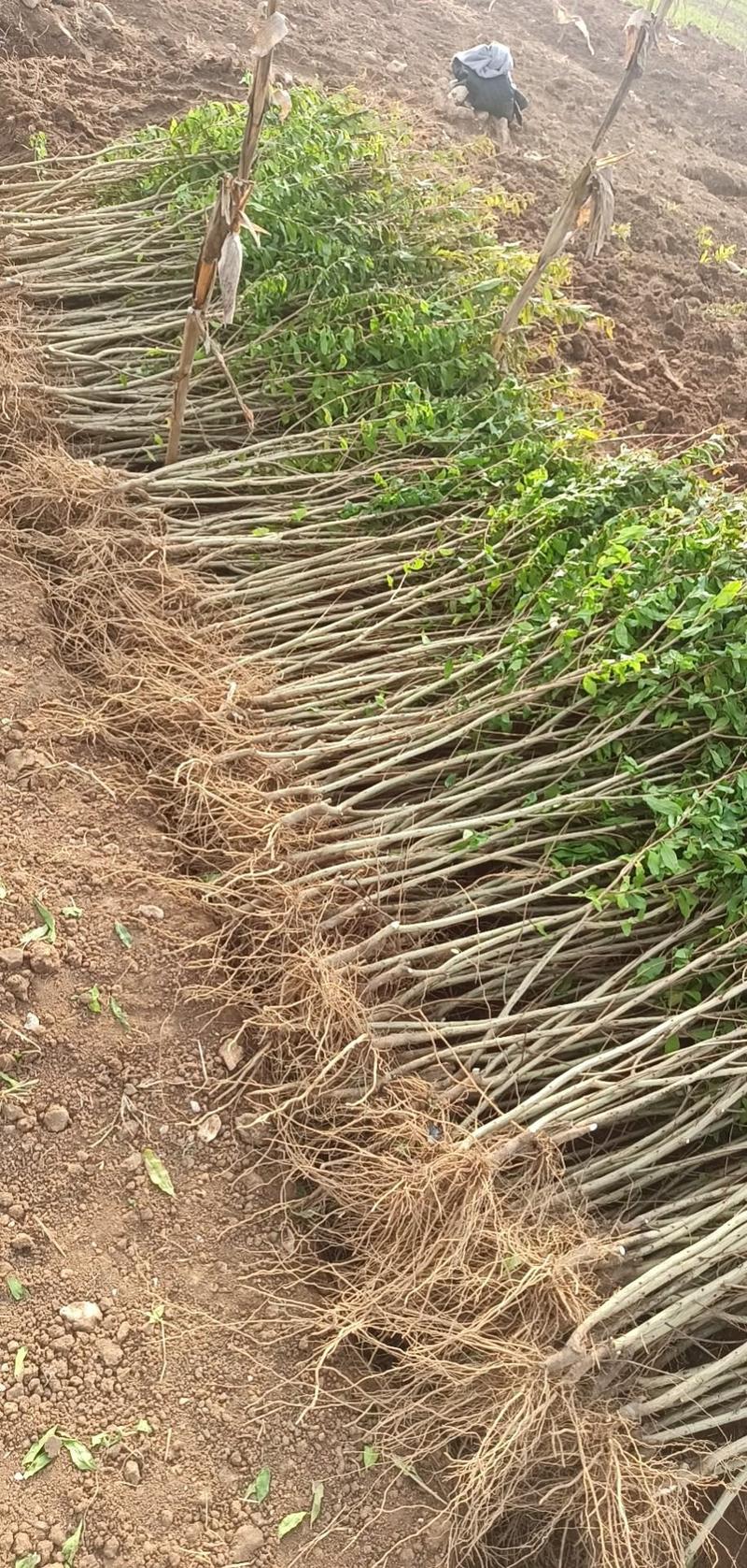 石榴树苗突尼斯软籽石榴苗成活率高品种纯正终生技