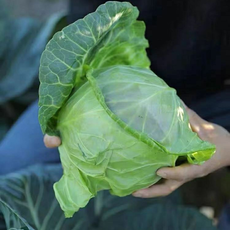 山东甘蓝苗有机花苗菜花苗四季蔬菜苗包心菜耐寒