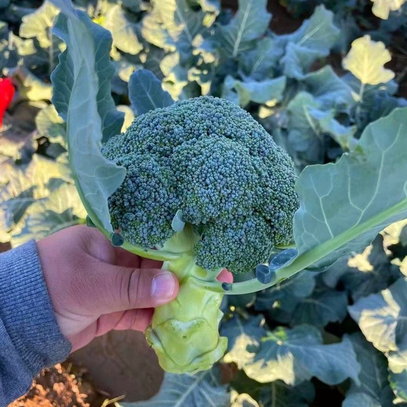 山东甘蓝苗有机花苗菜花苗四季蔬菜苗包心菜耐寒