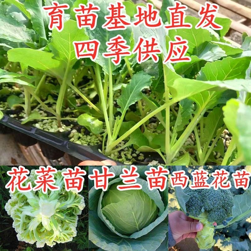 山东甘蓝苗有机花苗菜花苗四季蔬菜苗包心菜耐寒