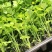 山东芹菜苗子秧苗四季种植西芹苗秋冬耐寒新苗