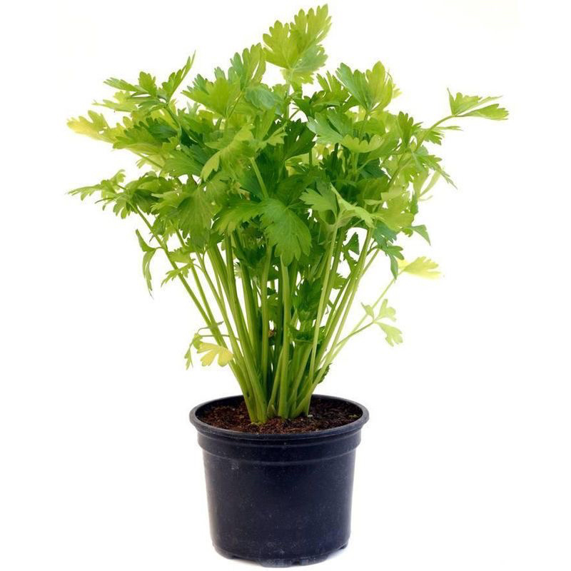 山东芹菜苗子秧苗四季种植西芹苗秋冬耐寒新苗