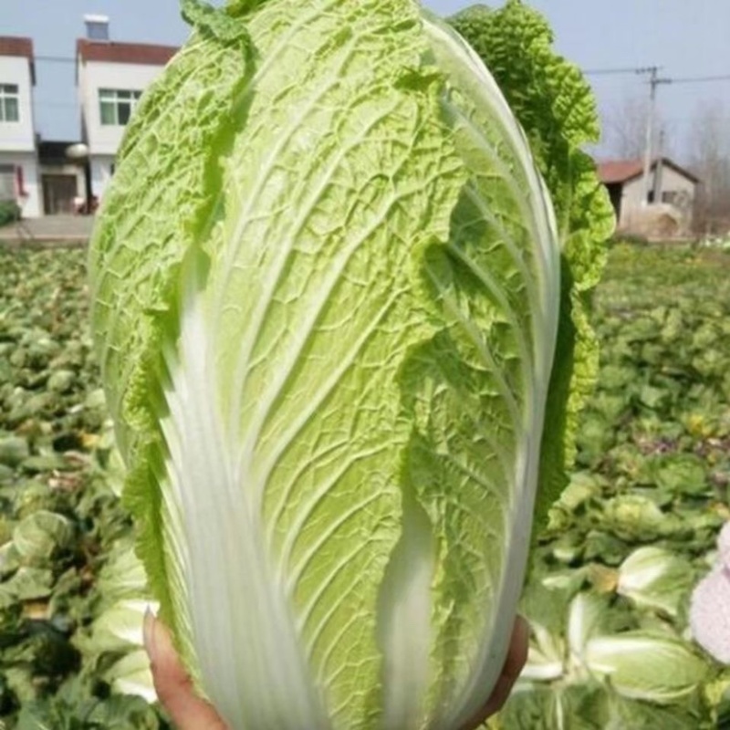 山东白菜苗秋冬栽大白菜种苗空心菜苗子抗病耐寒