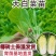 山东白菜苗秋冬栽大白菜种苗空心菜苗子抗病耐寒