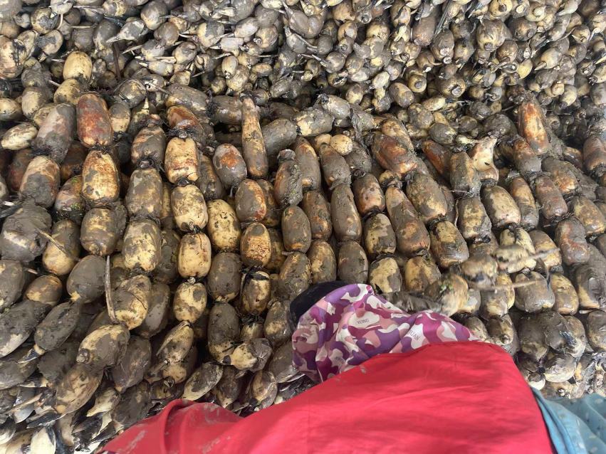 脆莲藕加工与包装场景