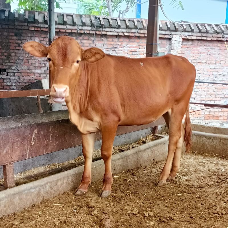 广西肉牛犊小牛犊活牛犊，疫苗齐全，送货到家，包成活包健康