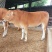 广西肉牛犊小牛犊活牛犊，疫苗齐全，送货到家，包成活包健康