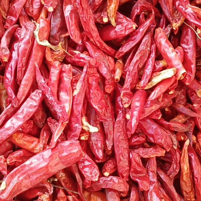 小干辣椒