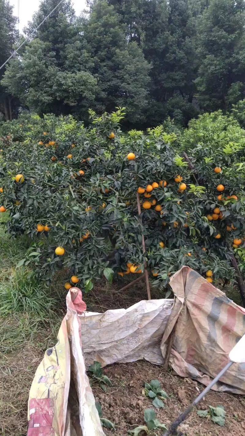四川眉山爱媛38号爱媛果冻橙子，支持一件代发平台对接