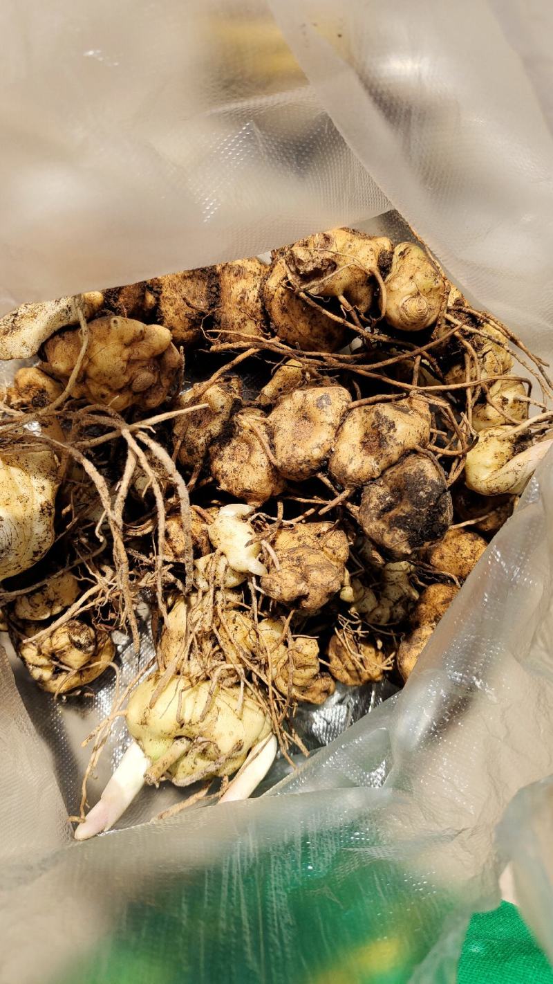 云南野生黄精，百分百纯野生黄精产地货源一手价格
