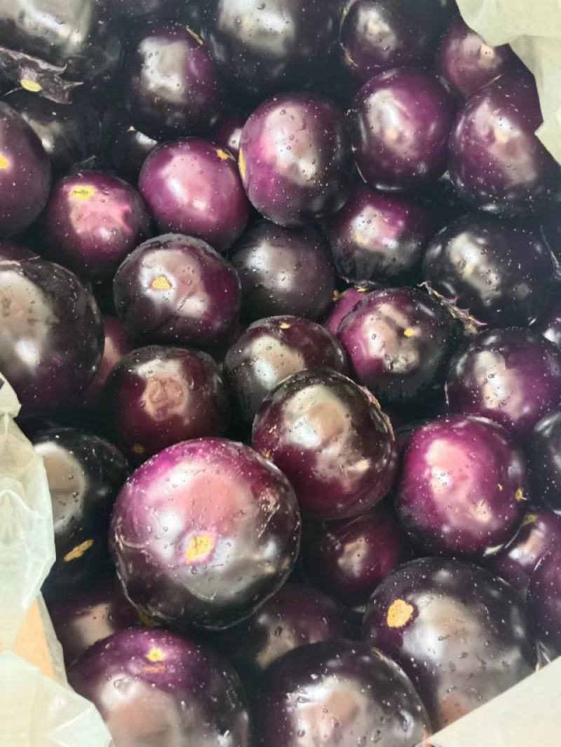 精品圆茄，品质保证，货源充足稳定，欢迎各地老板来电订购