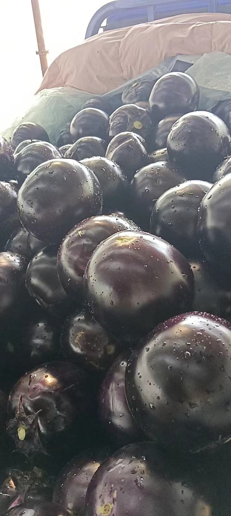 精品圆茄，品质保证，货源充足稳定，欢迎各地老板来电订购