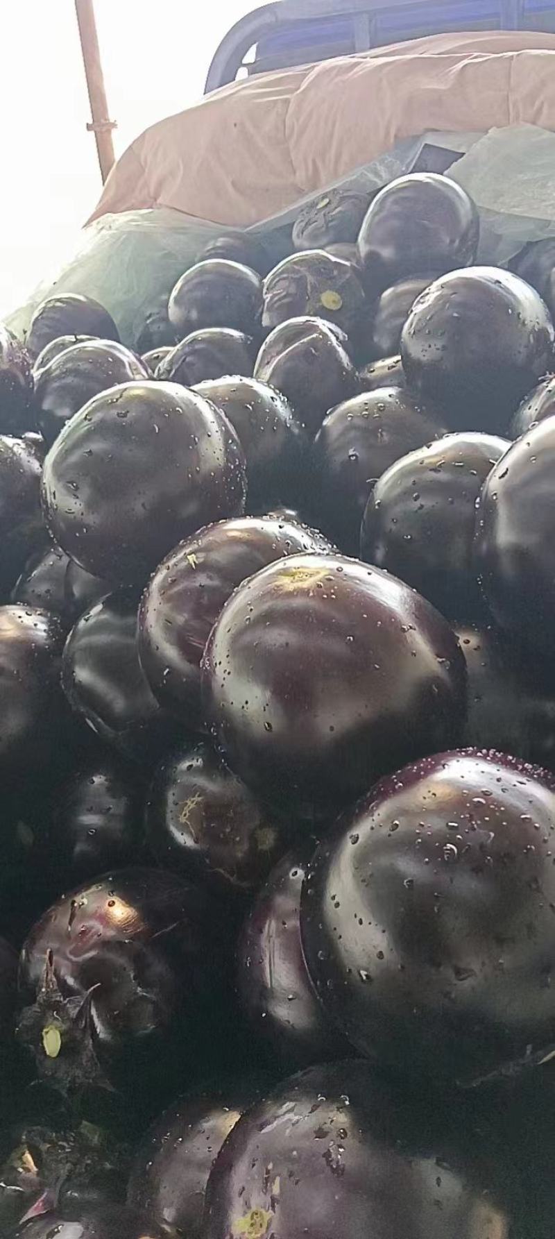 精品圆茄，品质保证，货源充足稳定，欢迎各地老板来电订购