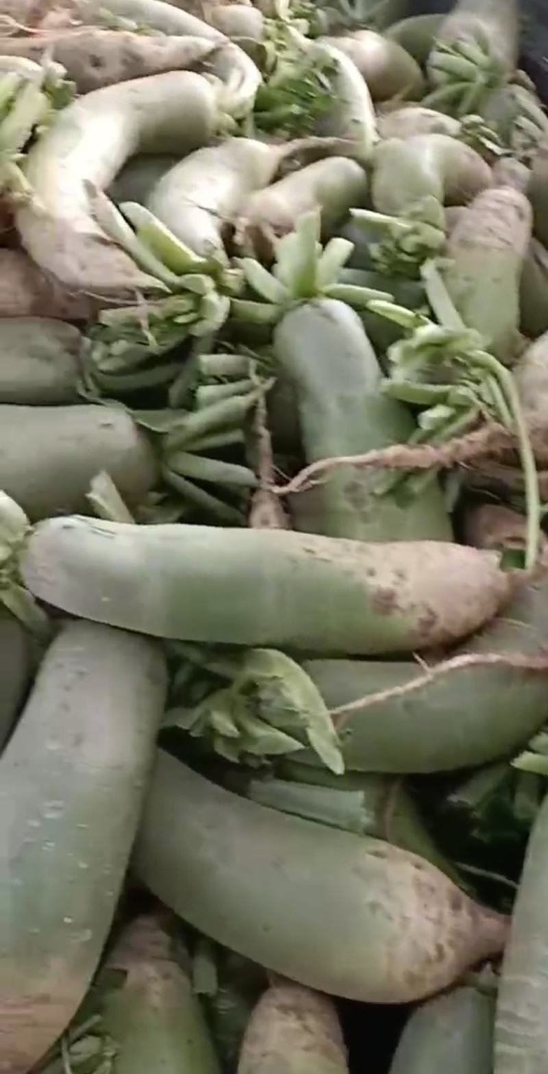 萝卜，品质保证，货源充足，欢迎来电抢购。