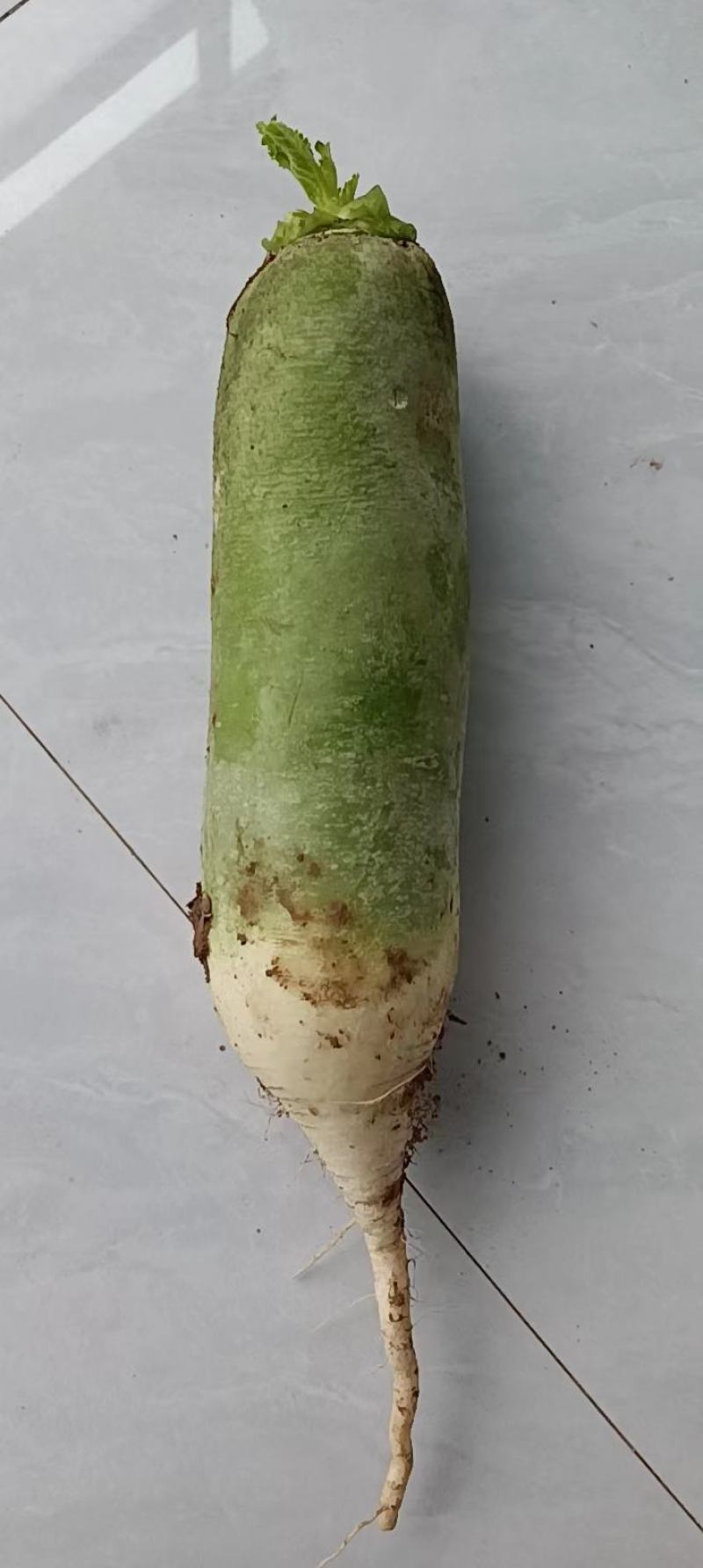 萝卜，品质保证，货源充足，欢迎来电抢购。