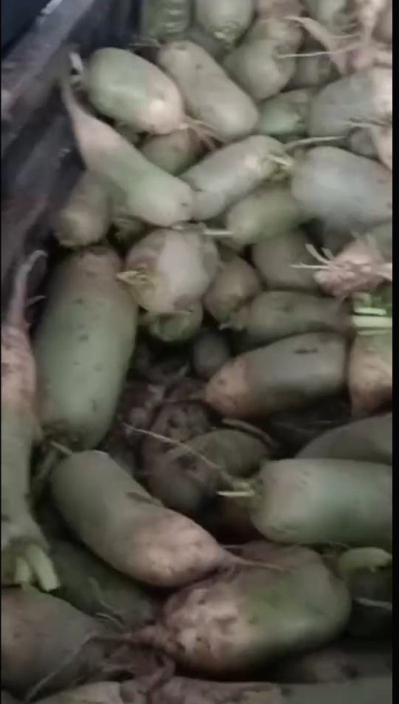萝卜，品质保证，货源充足，欢迎来电抢购。