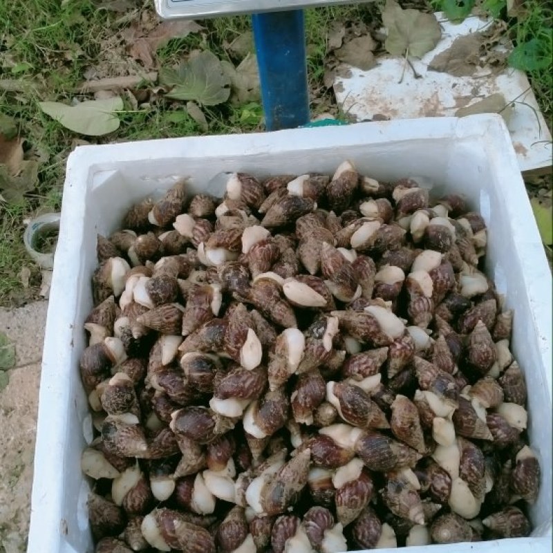 白玉蜗牛商品
