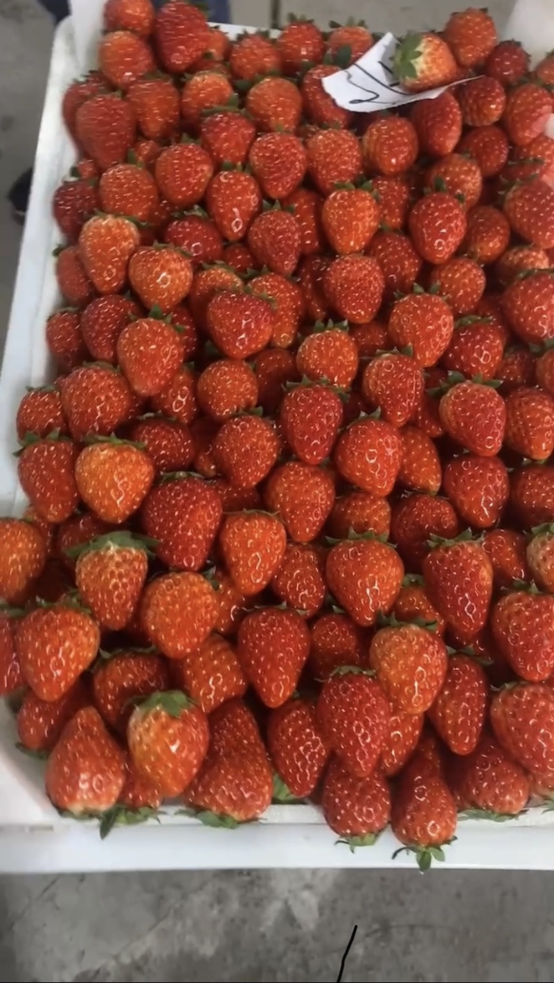 长丰红颜草莓