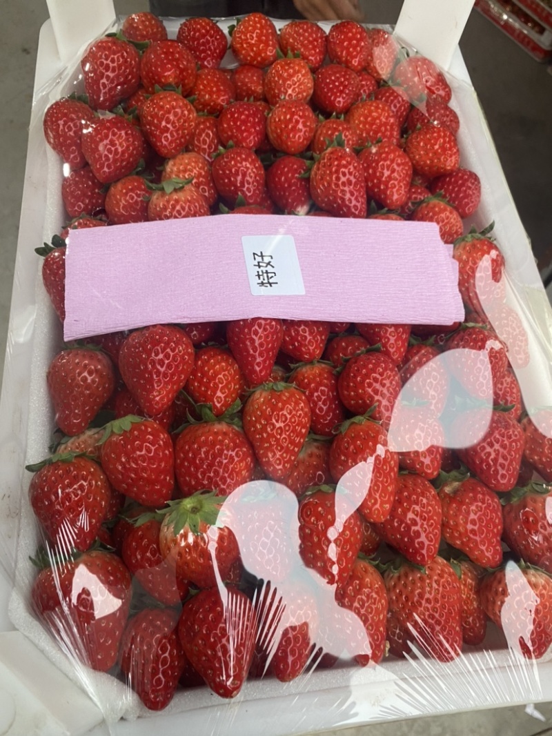 长丰红颜草莓