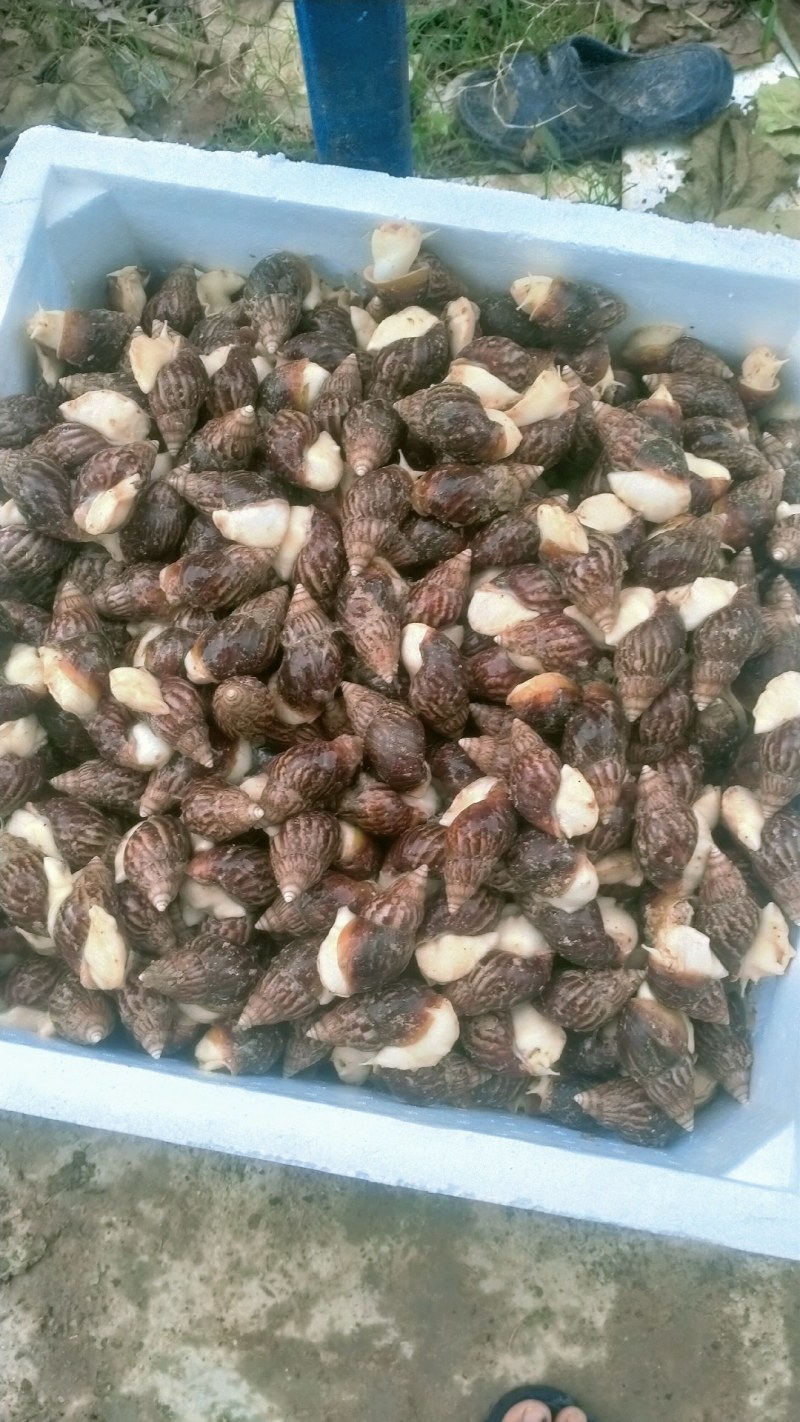 白玉蜗牛商品