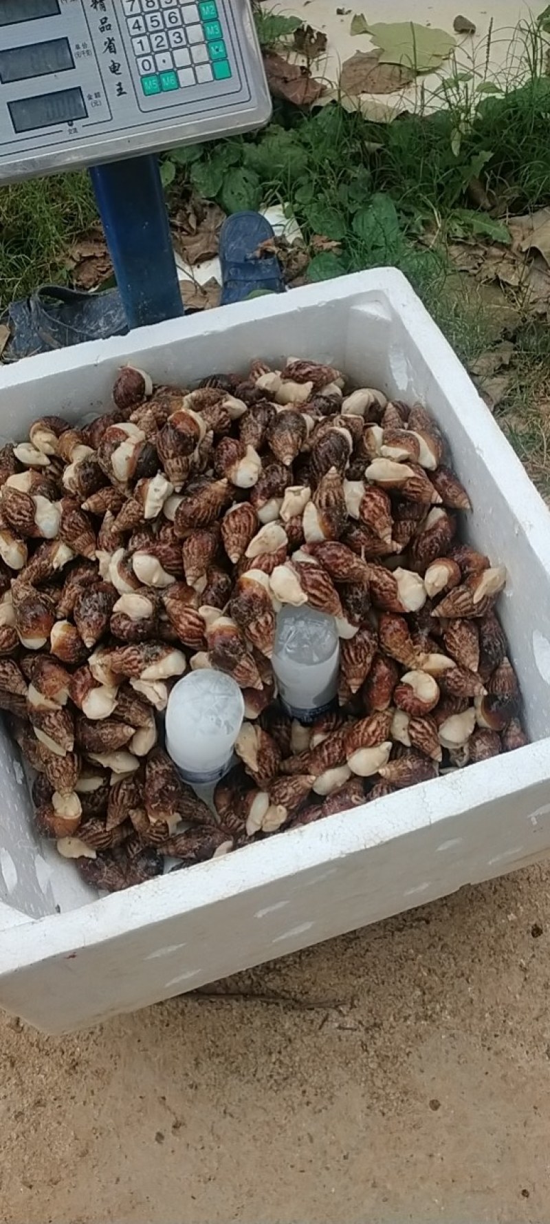 白玉蜗牛商品