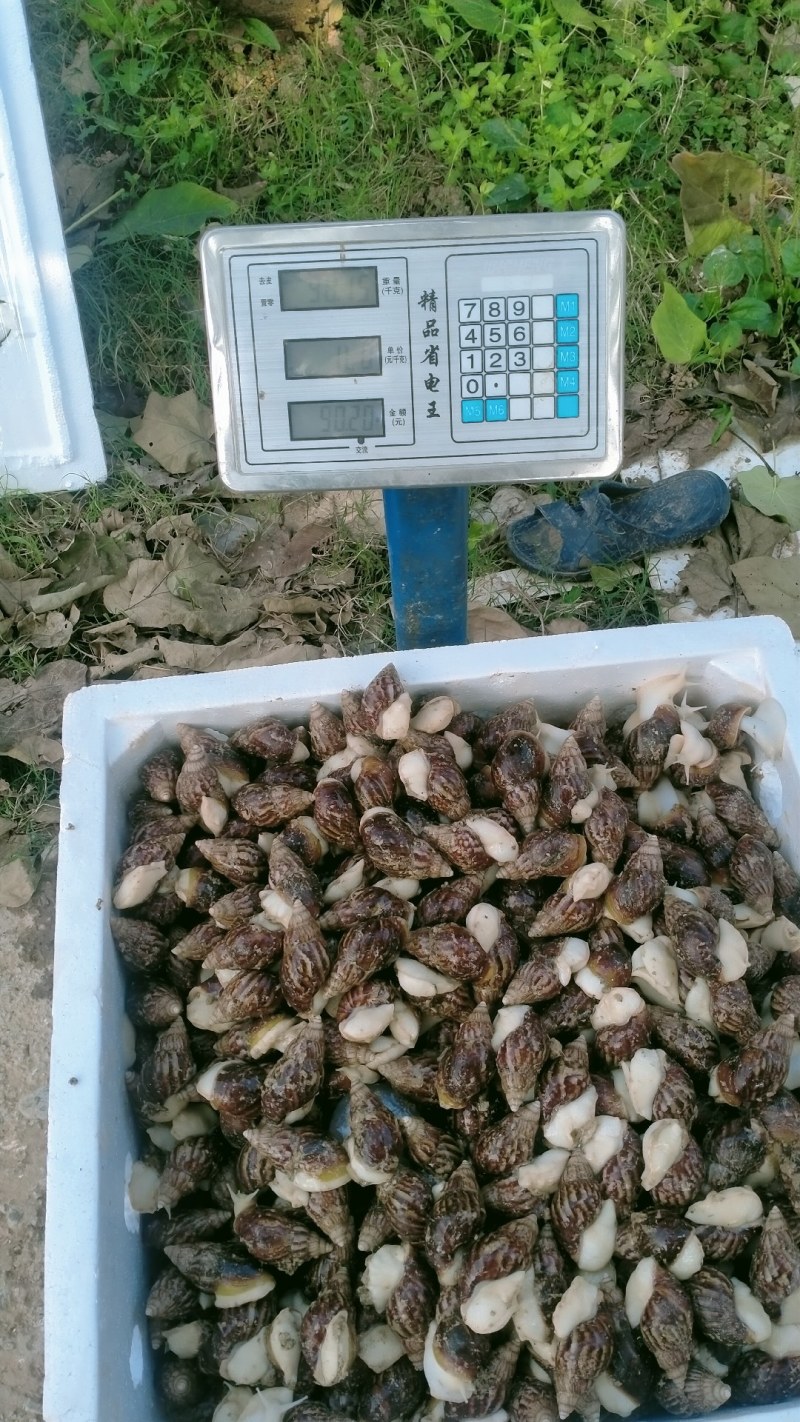 白玉蜗牛商品
