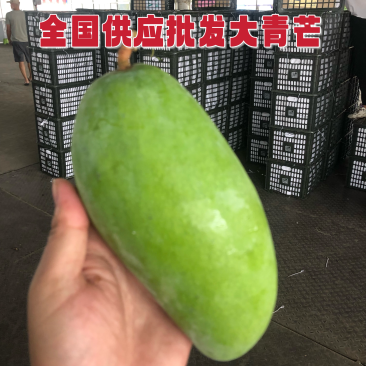 大青芒芒果青芒全国供应批发