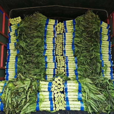 精品三青，红尖叶莴苣产地直供保质保量物流全国