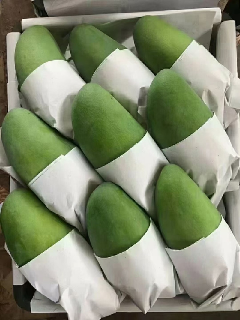 大青芒芒果青芒全国供应批发