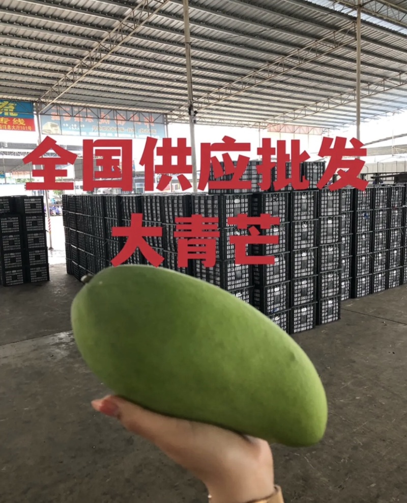 大青芒芒果青芒全国供应批发
