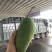 大青芒芒果青芒全国供应批发