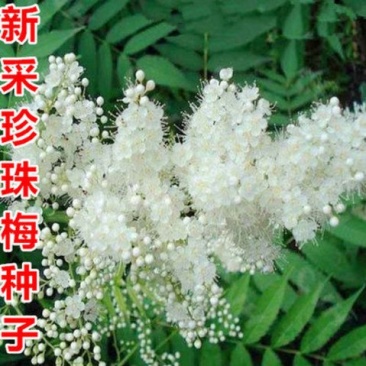 珍珠梅种子当年采收梅花种子庭院种植观赏花卉行道树包邮