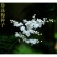 珍珠梅种子当年采收梅花种子庭院种植观赏花卉行道树包邮