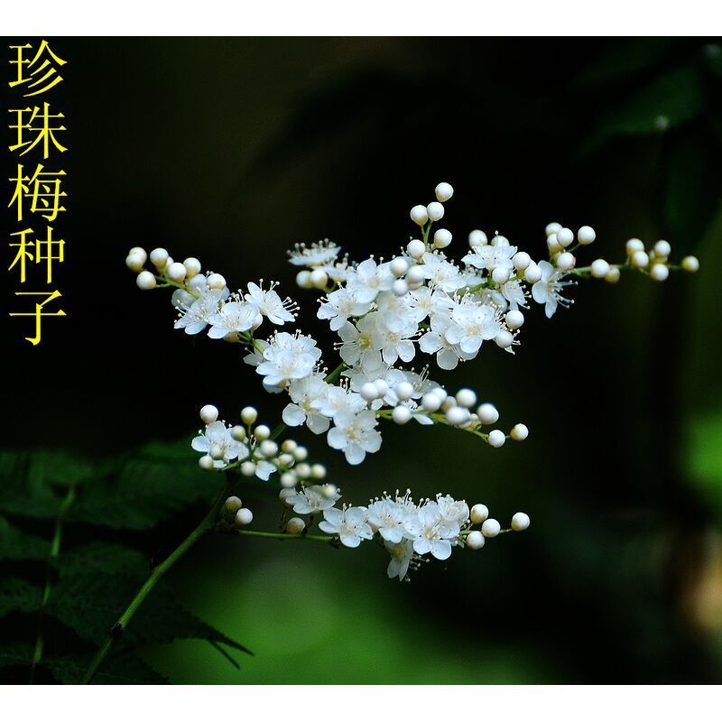 珍珠梅种子当年采收梅花种子庭院种植观赏花卉行道树包邮