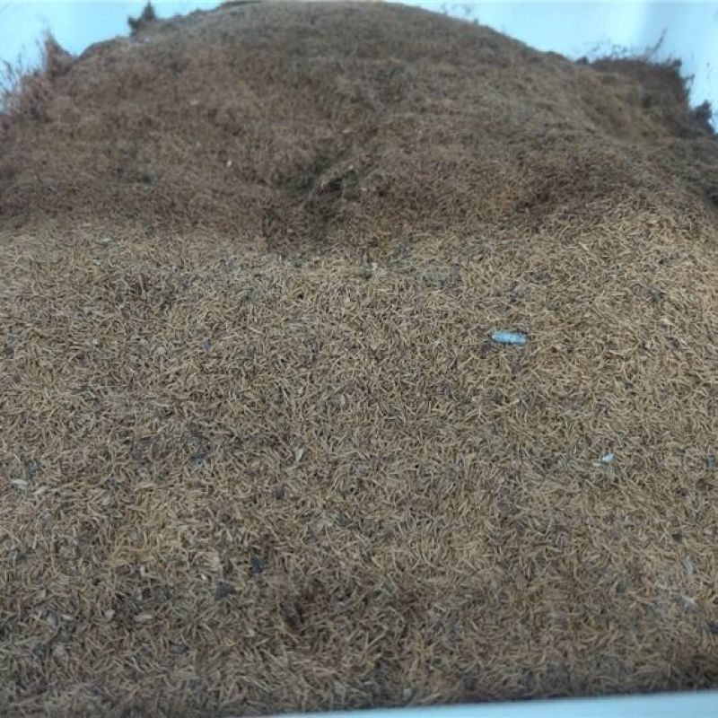 珍珠梅种子当年采收梅花种子庭院种植观赏花卉行道树包邮
