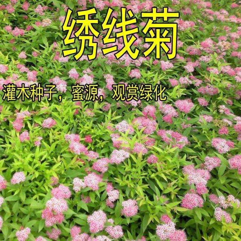 绣线菊种子抗旱抗寒花卉景观易播易种绿植庭院花海珍珠梅种籽