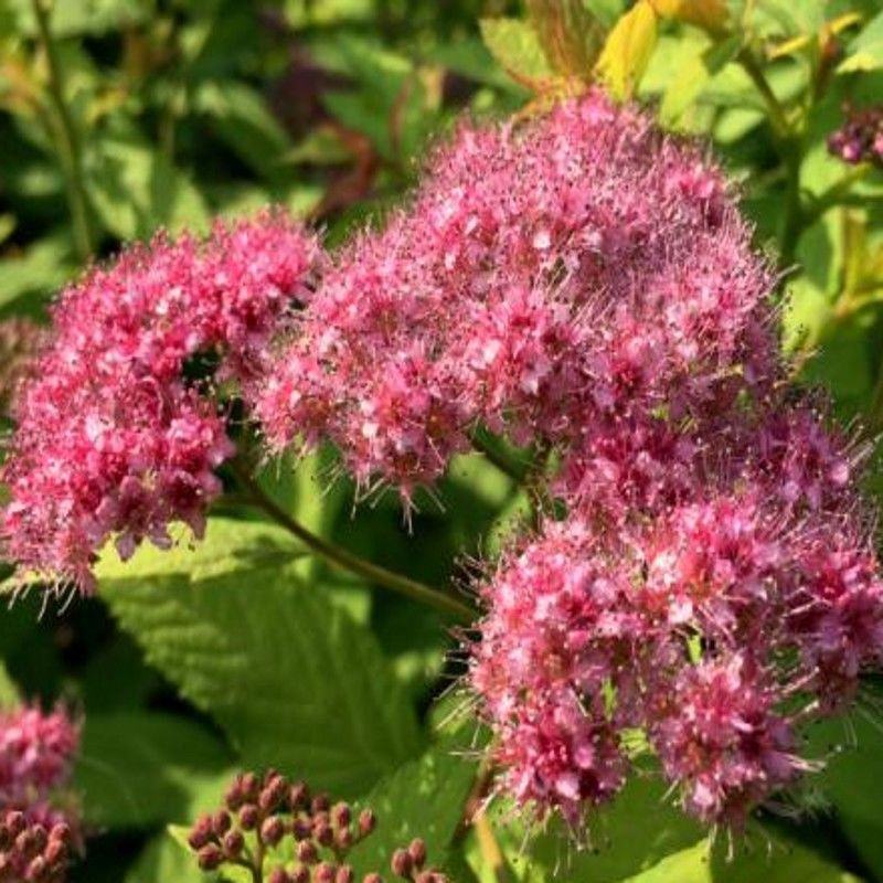 绣线菊种子抗旱抗寒花卉景观易播易种绿植庭院花海珍珠梅种籽