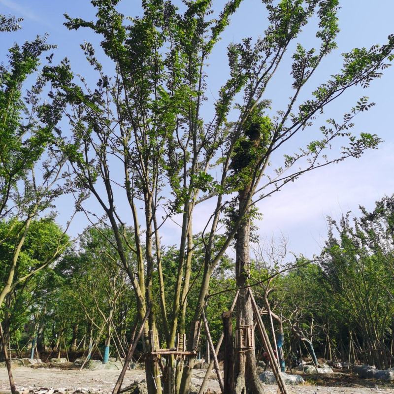 成都精品拼栽朴树、异性朴树欢迎咨询、实地考察